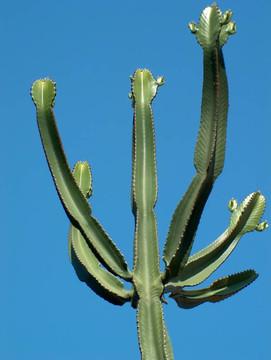 cactus02