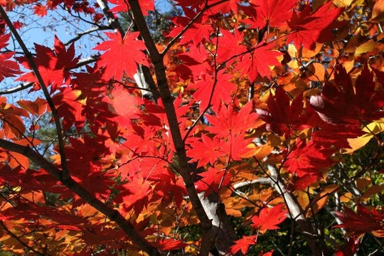 紅葉3