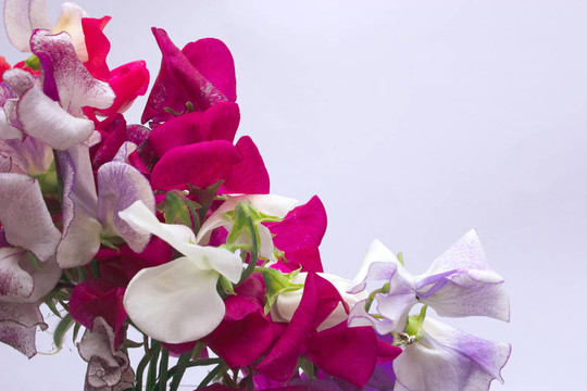 束sweetpeas