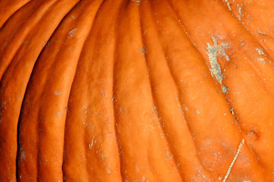 接近Pumpkin