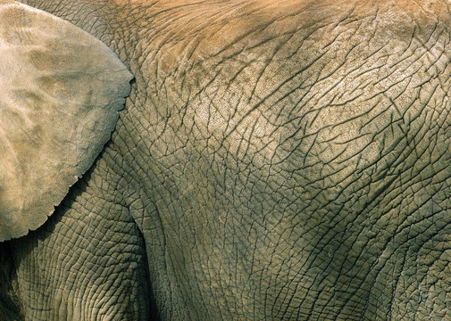 大象的纹理