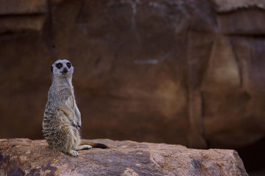 meercat