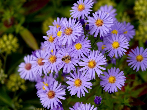 花與蜜蜂。