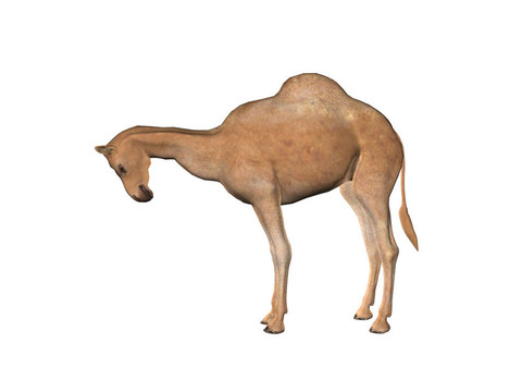 駱駝