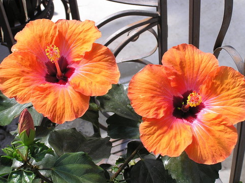 橙色的芙蓉