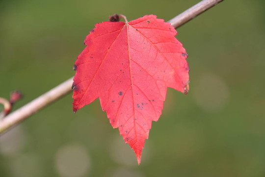 紅楓葉