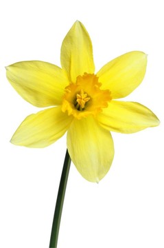 水仙花