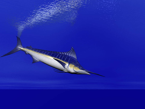 馬林魚游泳