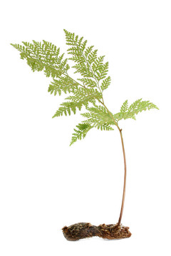 蕨類植物
