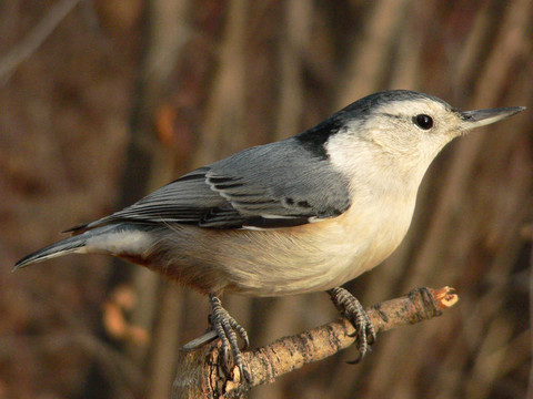 白胸鳾