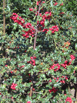Holly 004