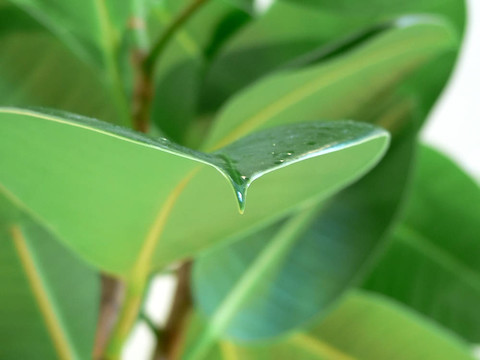 家里的植物葉子