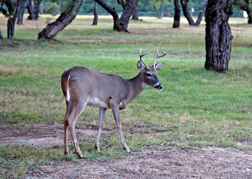 Young Buck