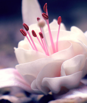 fuscia