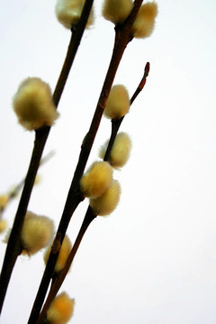 pussywillows