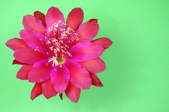 美麗的Pink Flowe