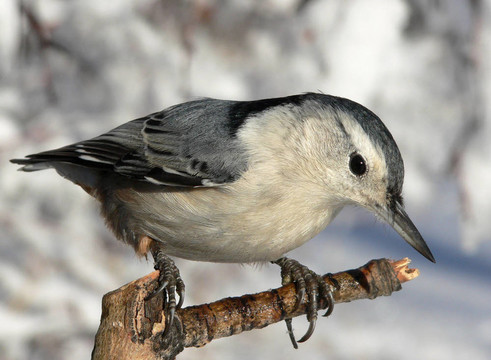 白胸鳾