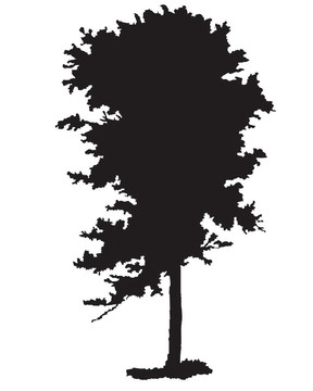 魅力的樹(shù)