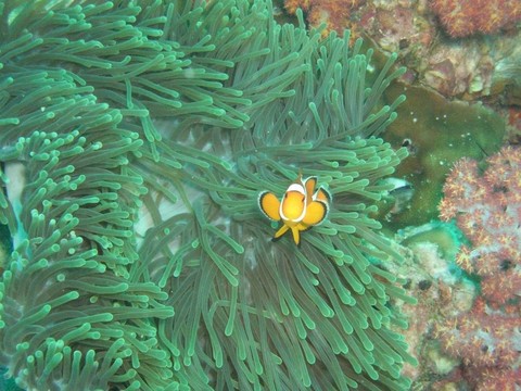小丑魚