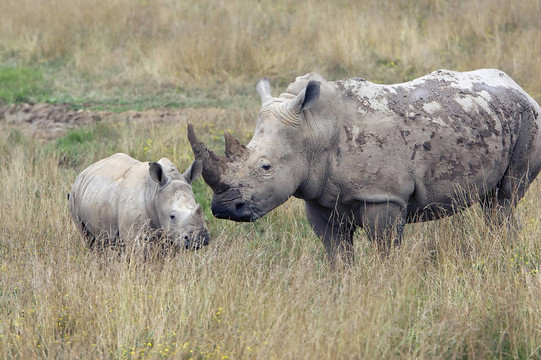 Baby Rhino與母親