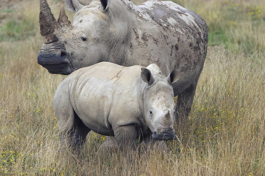 Mother Rhino與Baby Rhino