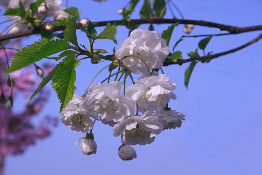 白色的花