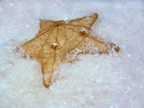 雪上的金星