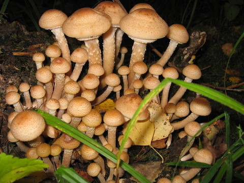 野生蘑菇