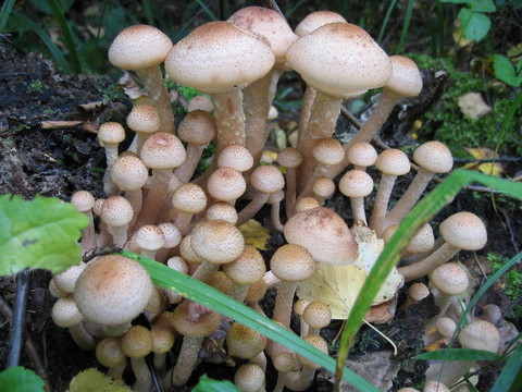 光野蘑菇