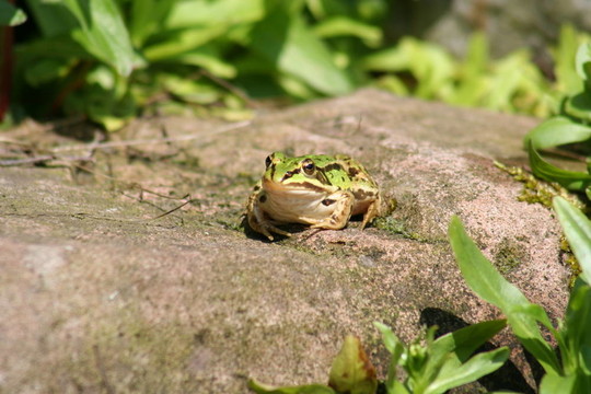 青蛙3