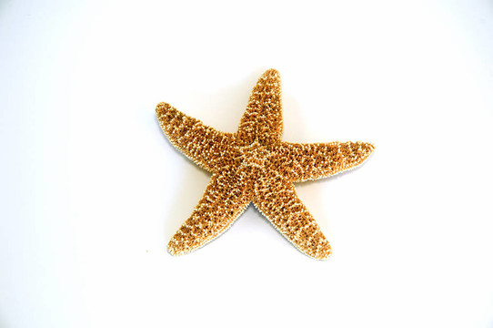海星