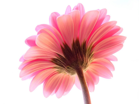 粉色非洲菊