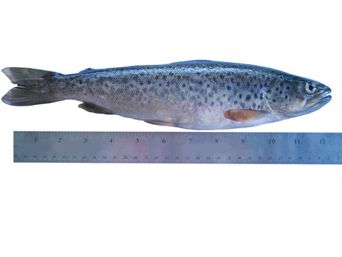 trout2