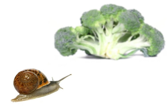 蝸牛的誘惑