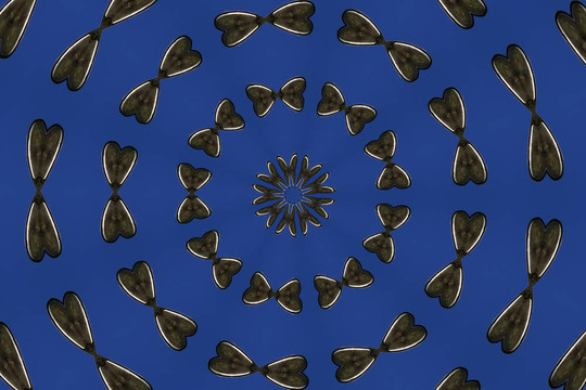 蝴蝶戒指