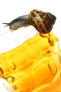蝸牛對啤酒