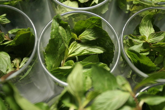 1263綠薄荷