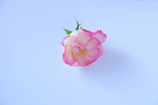 與愛