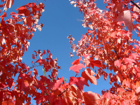 天空和紅色葉子的背景