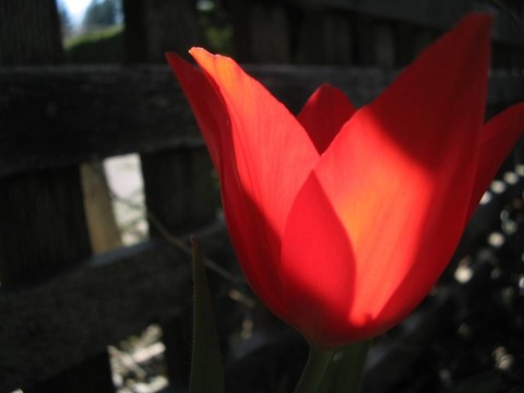 紅色的郁金香