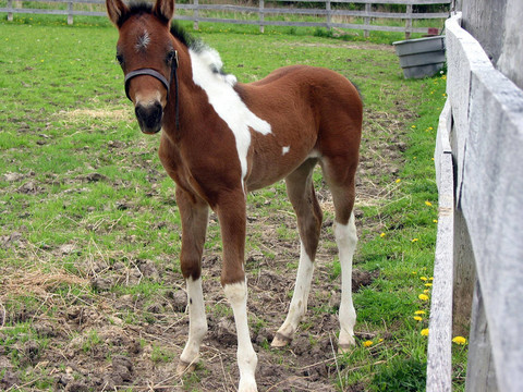 年輕的小馬駒