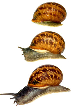 蝸牛一覺(jué)醒來(lái)
