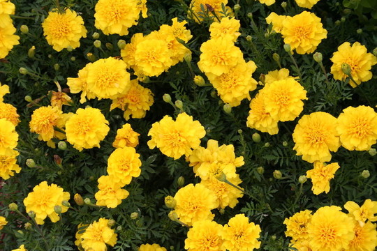 黃色的花