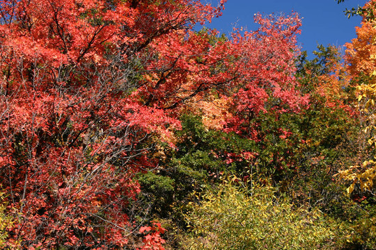 紅色綠色
