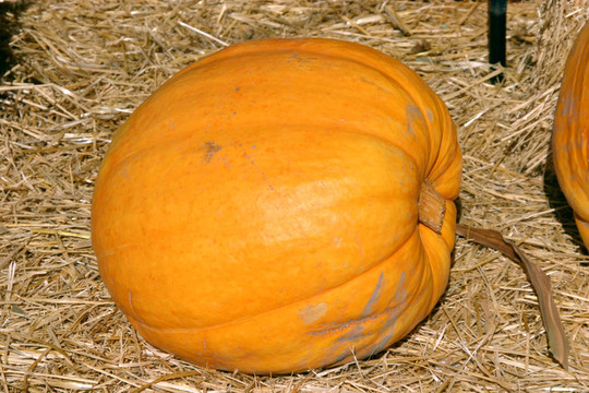 接近Pumpkin