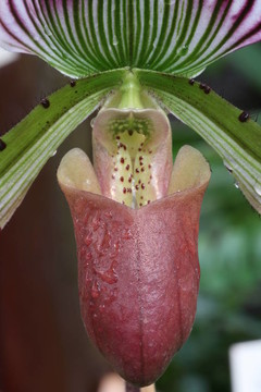 蘭花