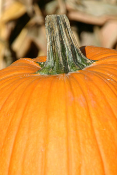 接近Pumpkin