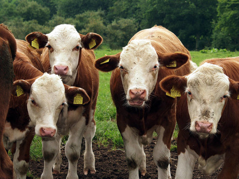 cows02