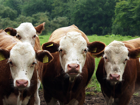 cows03