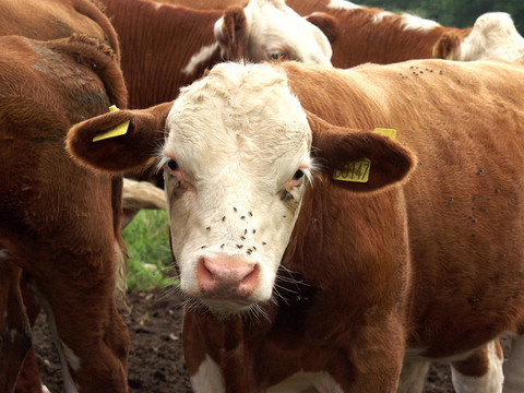 cow04